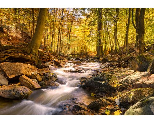 Fotobehang, Bosbeek in de herfst