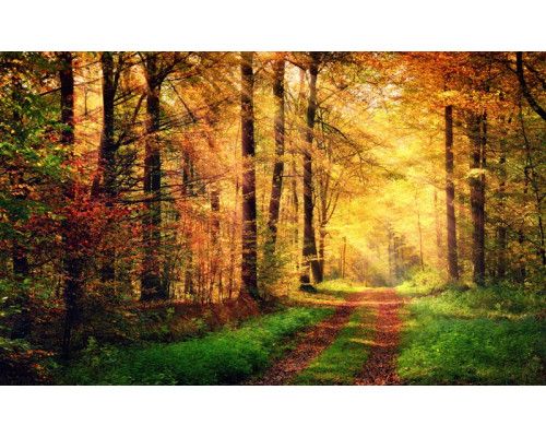 Fotobehang van een bospad dat wordt verlicht door zonnestralen die door het bladerdak breken.