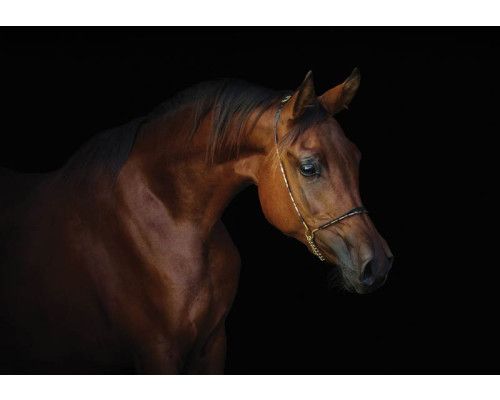 Fotobehang van een bruin paard met een zwarte achtergrond, met een focus op elegantie en kracht.