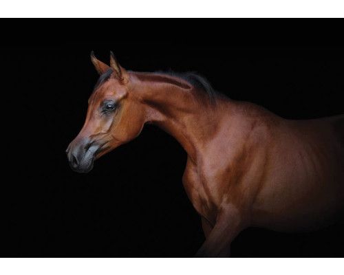 Fotobehang van een bruin paard op een zwarte achtergrond, met een dramatische en stijlvolle uitstraling.