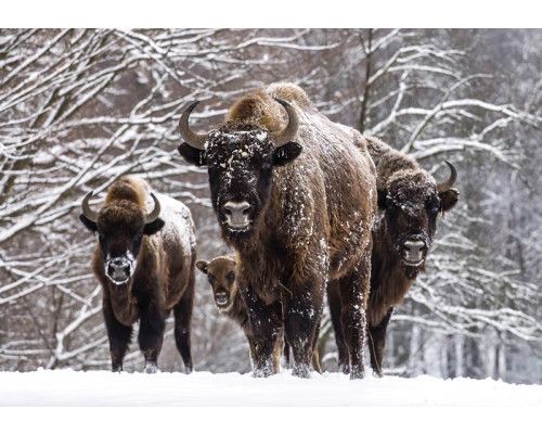 Fotobehang van buffels in de sneeuw in een bos, winterse sfeer.