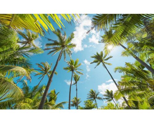 Coconut Heaven palmbomen met een tropisch uitzicht op het landschap.