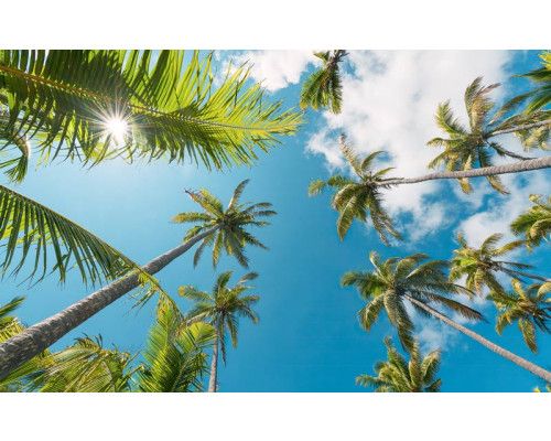 Coconut Heaven palmbomen met een uitzicht op de natuur.