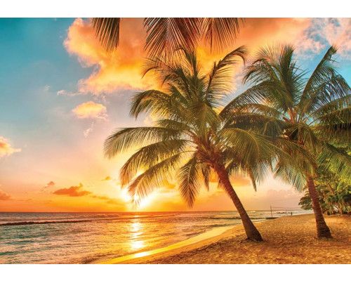 Tropische zonsondergang met een gouden hemel, een rustige zee en palmbomen aan de kustlijn, fotobehang dat warmte en rust uitstraalt.