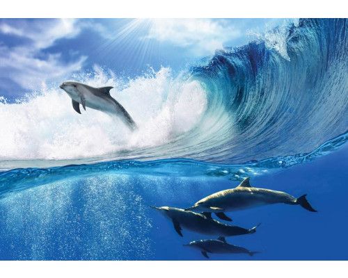 Springende dolfijnen bovenop de golven van een heldere oceaan, weergegeven met levendige blauwe kleuren op dit fotobehang.