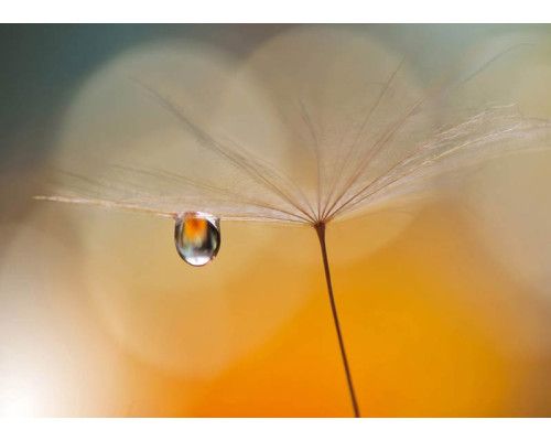 Fotobehang Druppel aan Paardenbloem