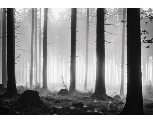 Fotobehang van een duister bos met mistige avond en bomen.