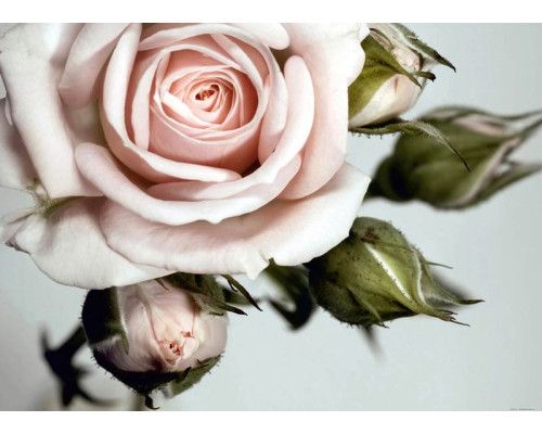 Fotobehang Elegante Roos