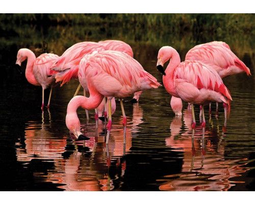 Fotobehang van roze flamingo's, speels en kleurrijk dierenontwerp.