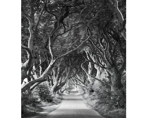 Dark Hedges landschap fotobehang, met een mysterieuze rij bomen, perfect voor een avontuurlijke kamer.