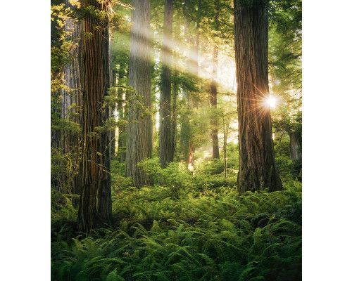 Goblins Woods fotobehang, met een betoverend bos in het Redwood National Park.