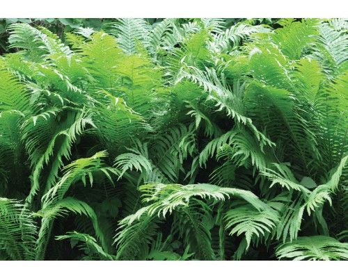 Groene varens in de jungle, natuur en planten fotobehang voor een weelderige groene sfeer.