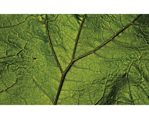 Groen blad fotobehang met natuurlijke accenten voor een frisse sfeer.