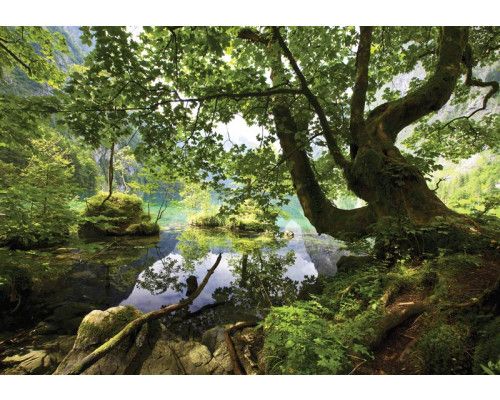 Groen boslandschap, weergegeven op een fotobehang met bomen en een rustgevende uitstraling.