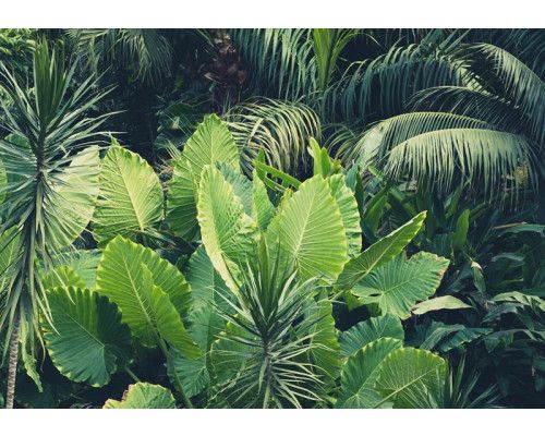 Groene bladeren en jungleplanten domineren dit fotobehang, met een weelderige en natuurlijke uitstraling.