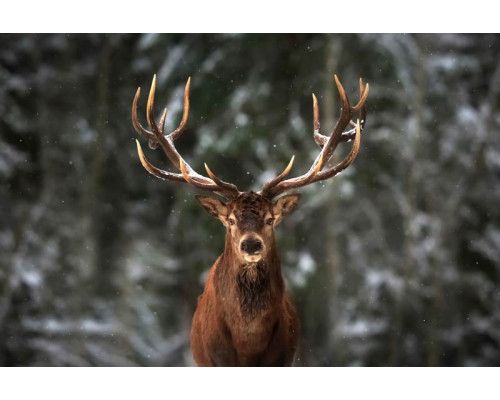 Fotobehang van een groot hert met een indrukwekkend gewei, dat in een bos staat omgeven door bomen.