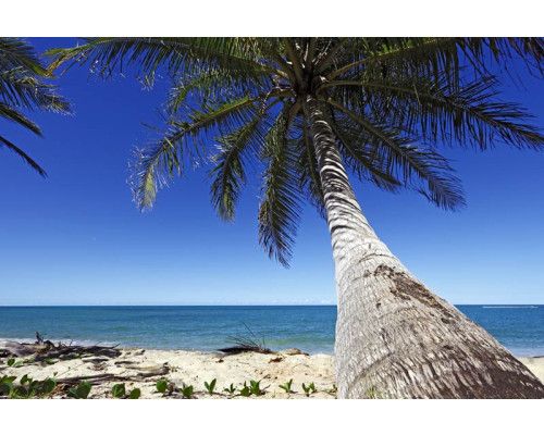 Fotobehang van een grote palmboom die over de zee buigt, met een tropische strandomgeving op de achtergrond.