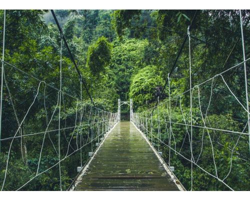 Fotobehang van een hangbrug die door een dichte jungle en regenwoud slingert, omgeven door weelderige natuur.