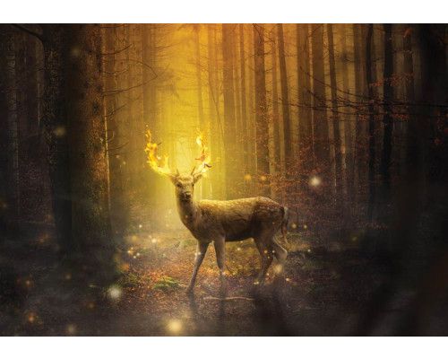 Fotobehang van een hert in de brandende zon, bos en sprookjesachtige sfeer.