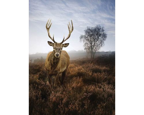 Fotobehang van een hert in een mistige weide, natuur en landschap.