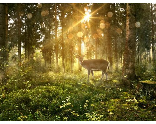 Fotobehang van een hert dat tussen de bomen in een zonnig bos staat, met lichtstralen die door het bladerdek vallen.