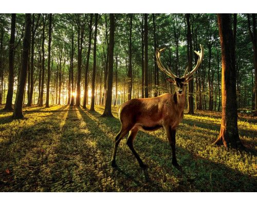 Fotobehang van een hert in een zonnig bos met bomen en dieren.