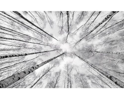 Hoge bomen in een boslandschap, perfect voor een rustgevende sfeer.