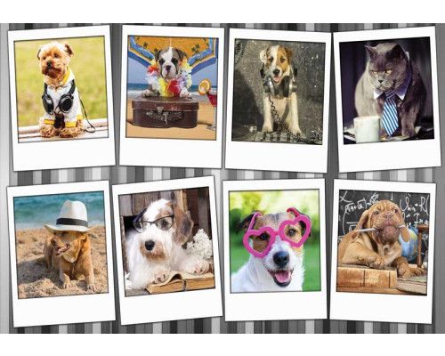Fotobehang met een collage van honden en katten uit de dolle beestenboel collectie.