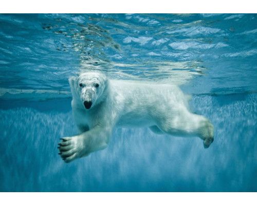 Fotobehang van een ijsbeer onder water, natuurgetrouw poollandschap.