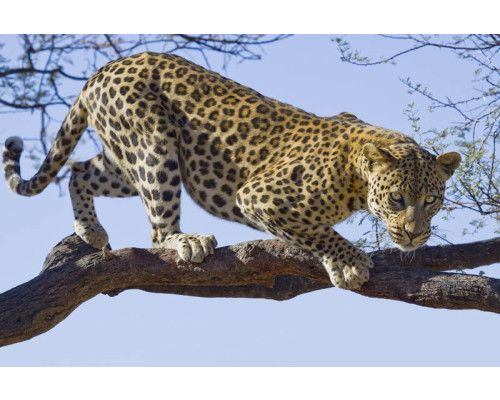 Fotobehang van een jaguar, luipaard en cheeta, gedetailleerd weergegeven in natuurlijke tinten.