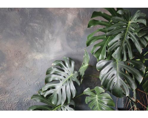 Jungle bladeren tegen een betonnen muur op dit fotobehang, met een mix van botanische en industriële elementen.