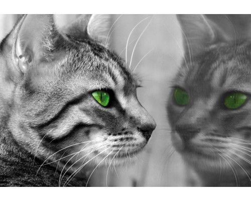 Fotobehang van een kat die zichzelf voor een spiegel bekijkt, met een speelse en nieuwsgierige uitstraling.