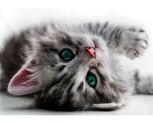 Kat met groene ogen, levendig weergegeven op een fotobehang dat de natuur tot leven brengt.