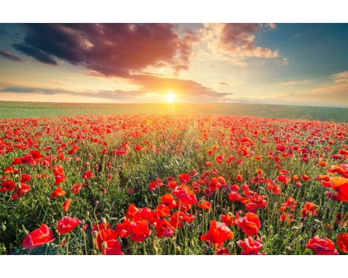 Klaprozen bij zonsondergang in een uitgestrekt klaprozenveld, prachtig weergegeven op dit fotobehang.