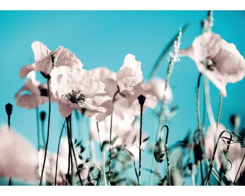 Fotobehang Klaprozen