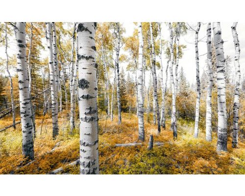 Kleurrijk bos bomen fotobehang, met een levendige herfstweergave.