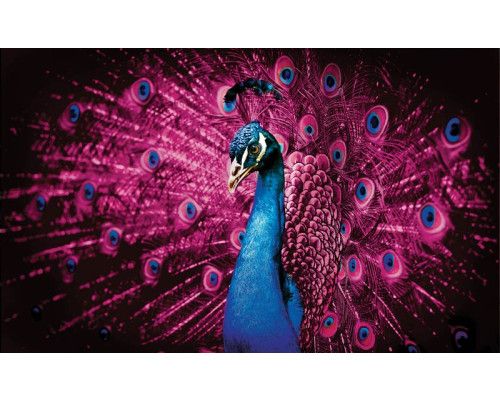 Fotobehang van een kleurrijke pauw met paarse en roze veren, in een artistieke compositie.