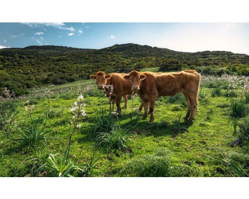 Koeien paradijs weide Sardinië landschap fotobehang, met een rustgevend uitzicht.