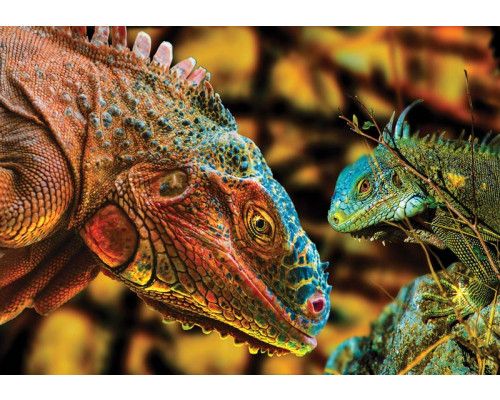 Komodovaraan in een dierentuinomgeving op realistisch dierenfotobehang.