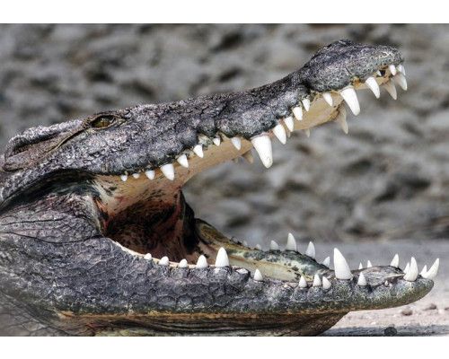 Fotobehang van een krokodil, wilde dieren en natuur.