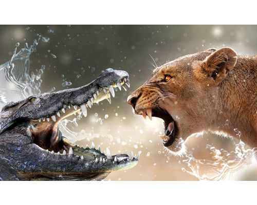 Fotobehang van een krokodil en leeuwin, natuurgetrouw en krachtig.
