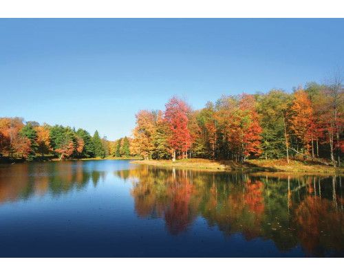 Fotobehang van een meer omringd door bos, met een rustige atmosfeer.