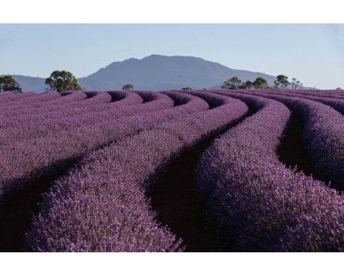 Lavendelvelden in de bergen, waar de geurige bloemen de hellingen bedekken, weergegeven op fotobehang.