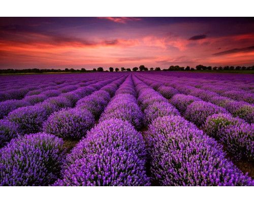 De magie van een lavendelveld bij zonsondergang, prachtig weergegeven op een sfeervol fotobehang.