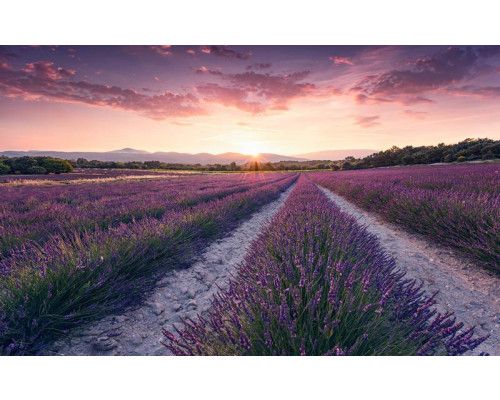 Lavendelbloemen paars veld natuur fotobehang, met uitgestrekte lavendelvelden.