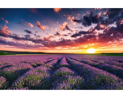 Lavendelvelden bij zonsondergang, met paarse bloemen die de weidse landschappen vullen, afgebeeld op fotobehang.