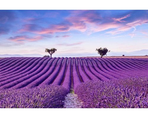 Fotobehang van een lavendelveld in bloei, omringd door een weids landschap van bloemen.
