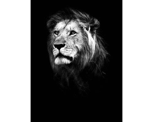 Leeuw in een verticaal zwart-wit ontwerp, met sterke contrasten die de kracht van het dier naar voren brengen op dit fotobehang.