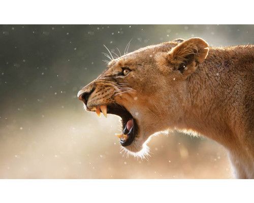 Fotobehang van een leeuwin, krachtige dierenprint.