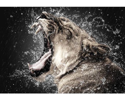 Fotobehang van een leeuwin in de regen, een krachtig en dynamisch beeld van de natuur.